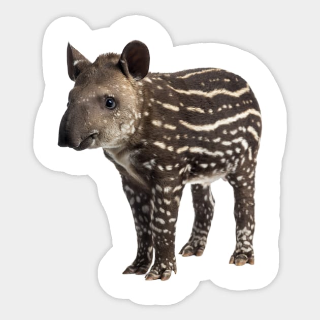 Cute Tapir Sticker by Endangered Animals